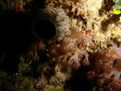 Conglomeratusclera coerulea