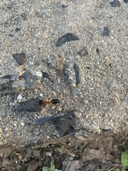 Camponotus consobrinus