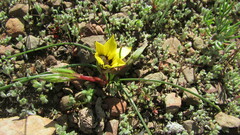 Romulea luteoflora