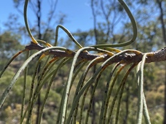 Hakea lorea
