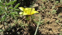 Romulea luteoflora