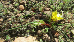 Romulea luteoflora