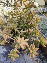 Sedum adolphi