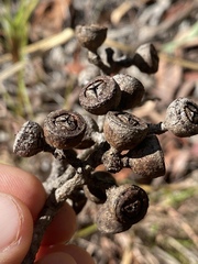 Eucalyptus cloeziana