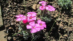 Oxalis heterophylla