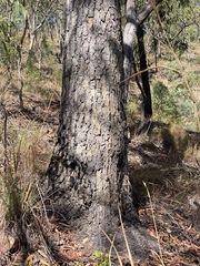 Eucalyptus cloeziana