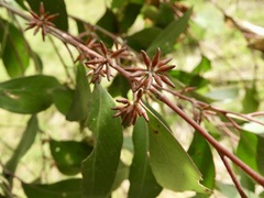 Eucalyptus globoidea