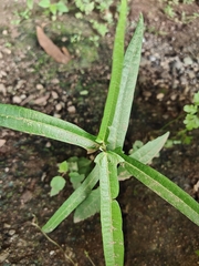 Magnoliopsida