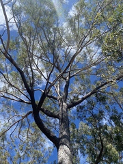 Eucalyptus cloeziana