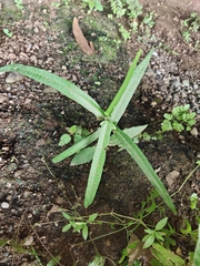 Magnoliopsida