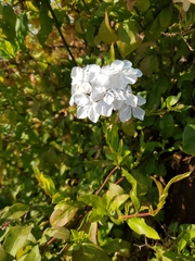 Plumbago auriculata