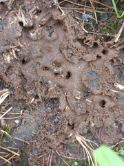 Bothroponera sulcata