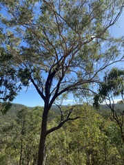 Eucalyptus cloeziana