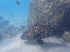 Epinephelus malabaricus