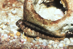 Parablennius pilicornis