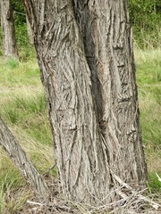 Eucalyptus globoidea