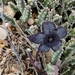 Stapelia villetiae - Photo (c) JP, some rights reserved (CC BY-NC), uploaded by JP