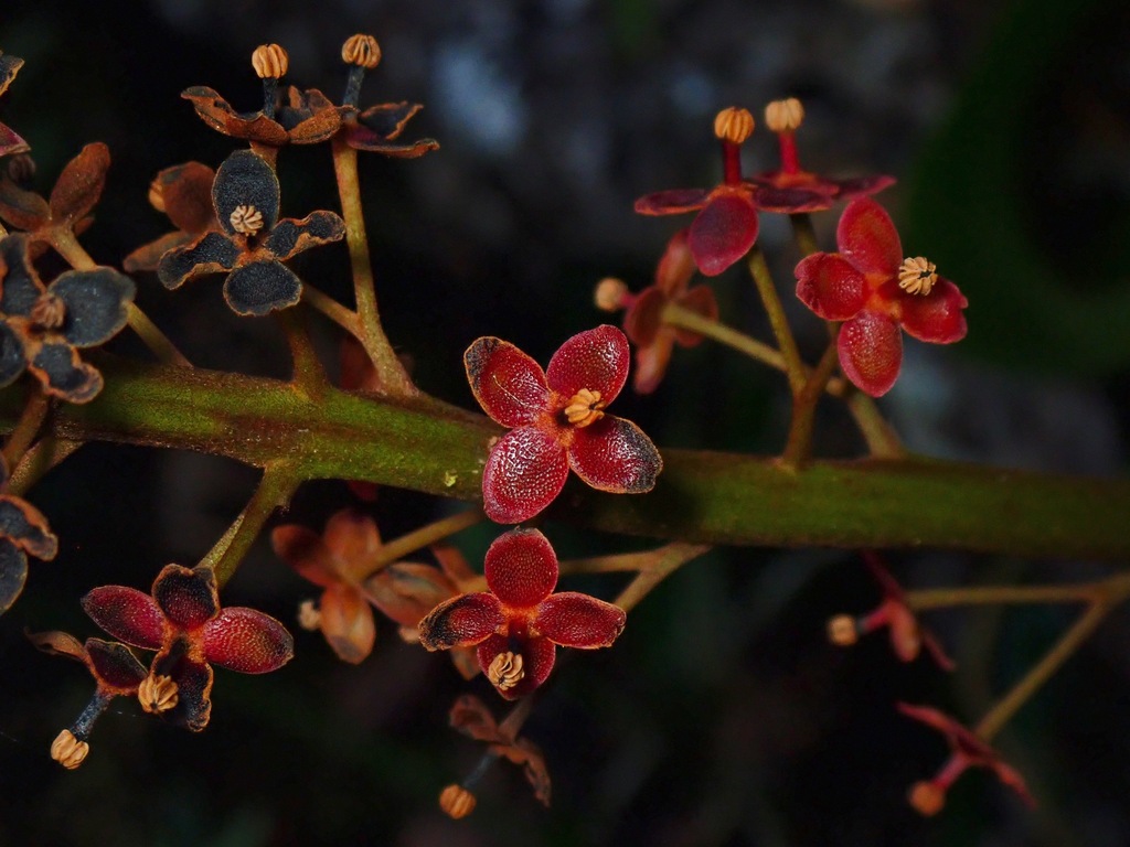 Nepenthes deaniana Macfarl.