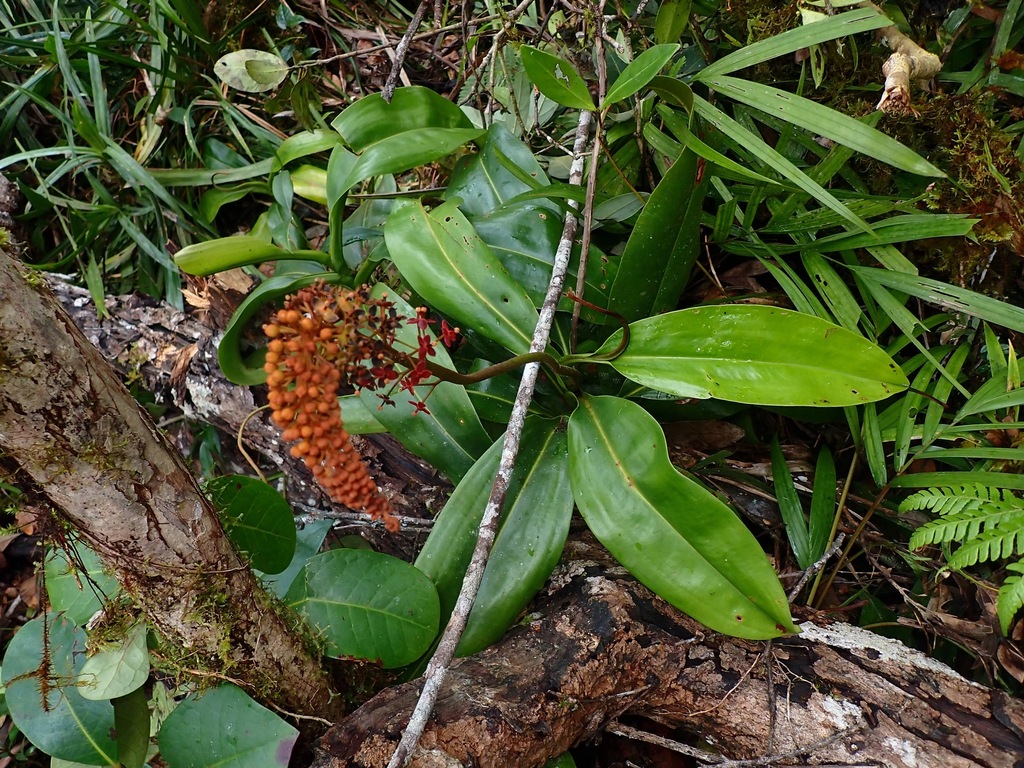 Nepenthes deaniana Macfarl. 2