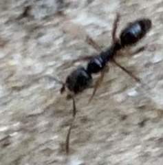 Brachyponera chinensis