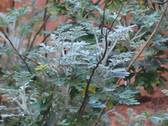 Actinotus schwarzii