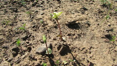 Disperis villosa