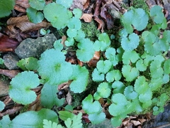 Chrysosplenium alternifolium