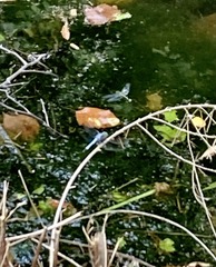 Erythemis simplicicollis