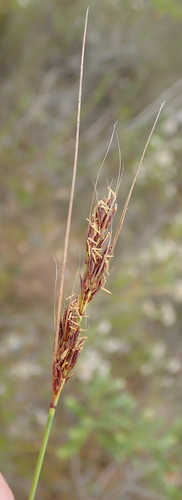 Image of Schoenus graciliculmis by (c) Nicola van Berkel, some rights reserved (CC BY-SA)