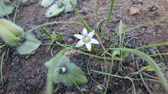 Romulea minutiflora