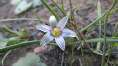 Romulea minutiflora