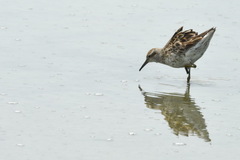 Calidris acuminata