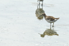 Calidris acuminata