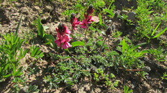 Indigofera digitata