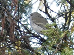 Colluricincla harmonica
