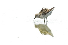Calidris acuminata