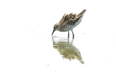 Calidris acuminata