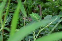 Takydromus viridipunctatus