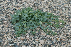 Mertensia maritima