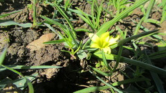 Romulea flava