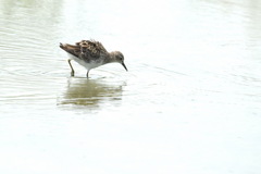 Calidris subminuta
