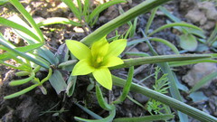 Romulea flava