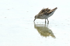 Calidris acuminata