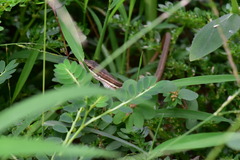 Takydromus viridipunctatus