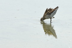 Calidris acuminata
