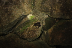 Odorrana chloronota