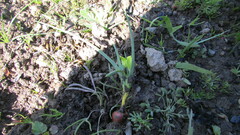 Romulea flava