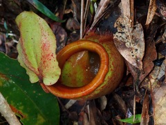 Nepenthes deaniana