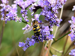 Helophilus trivittatus