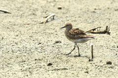 Calidris acuminata